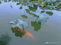 上海澜竞网络科技有限公司